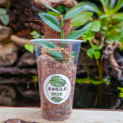 Rhaphidophora tenuis