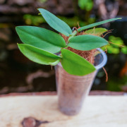 Rhaphidophora tenuis