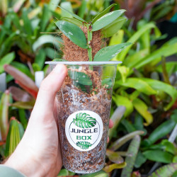 Rhaphidophora tenuis