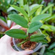 Rhaphidophora tenuis