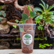 Rhaphidophora tenuis silver