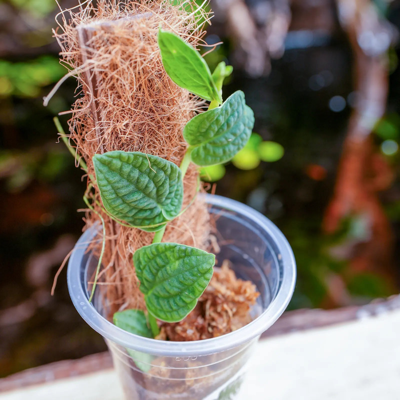 Rhaphidophora tenuis silver