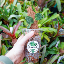 Rhaphidophora tenuis silver form