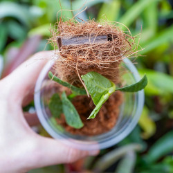 Rhaphidophora tenuis silver form