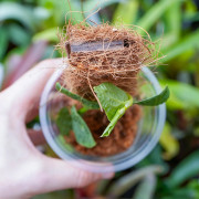 Rhaphidophora tenuis silver form