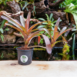 Neoregelia amaranda avec son rejet