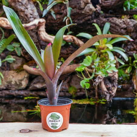 neoregelia spectabilis