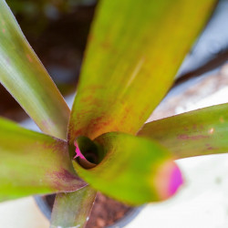 Neoregelia spectabilis – Broméliacée tropicale pour terrarium | JungleBox