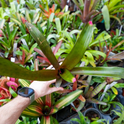 Neoregelia spectabilis – Broméliacée tropicale pour terrarium | JungleBox