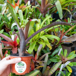 Neoregelia spectabilis – Broméliacée tropicale pour terrarium | JungleBox