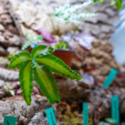 Pteris cretica Albolineata fougère
