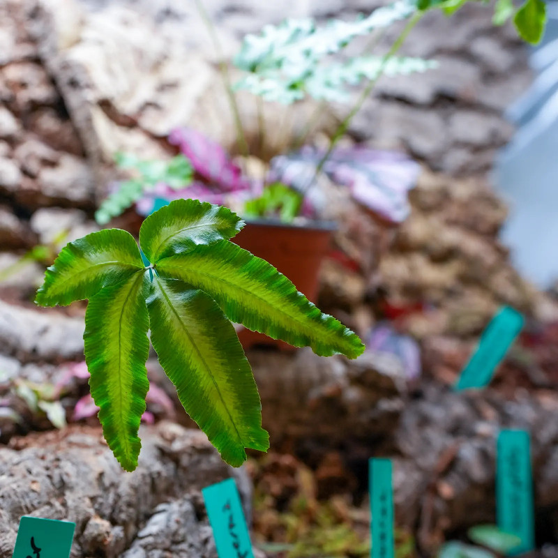 Pteris cretica Albolineata fougère
