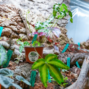 Pteris cretica Albolineata fougère