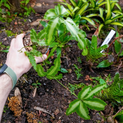 Pteris cretica Albolineata fougère