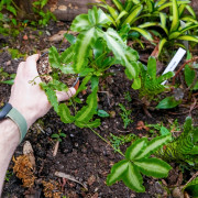 Pteris cretica Albolineata fougère
