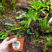Pteris cretica Albolineata fougère