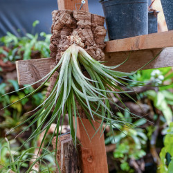 Tillandsia nidus sur liège