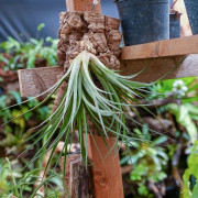 Tillandsia nidus sur liège