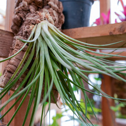 Tillandsia nidus sur liège