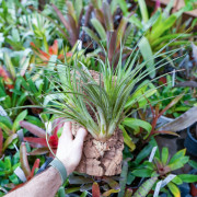 Tillandsia nidus sur liège