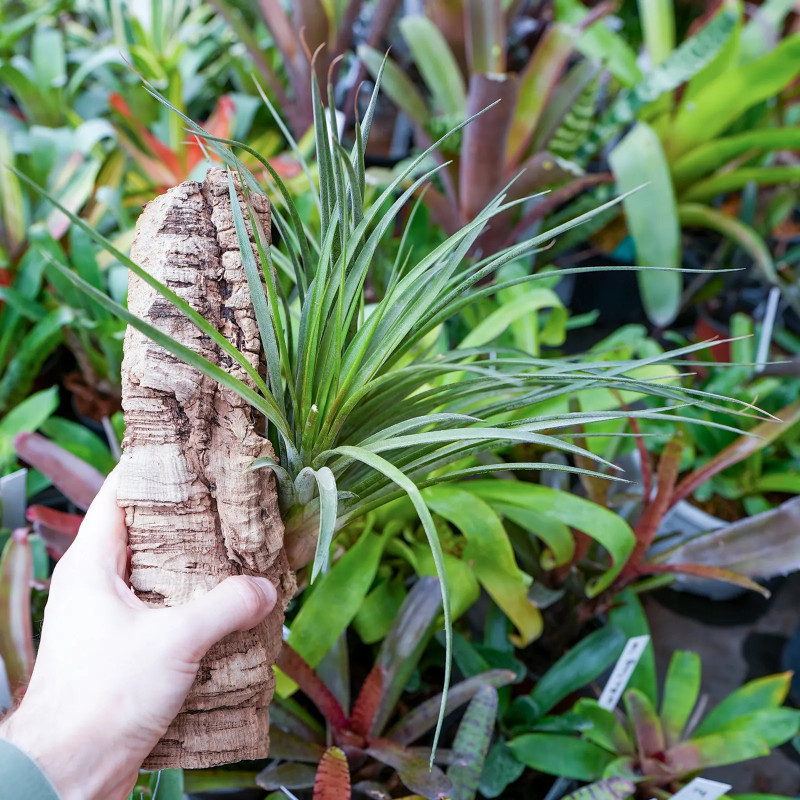 Tillandsia nidus sur liège