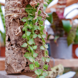 Dischidia ruscifolia sur liège – Plante aérienne suspendue décorative