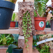 Dischidia ruscifolia sur liège