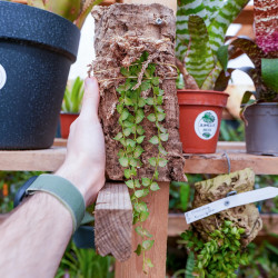 Dischidia ruscifolia sur liège – Plante aérienne suspendue décorative