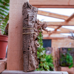 Dischidia ruscifolia sur liège – Plante aérienne suspendue décorative