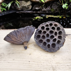 Cosse de lotus sechée (L)