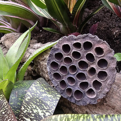 Cosse de lotus sechée (L)