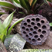 Cosse de lotus sechée (L)