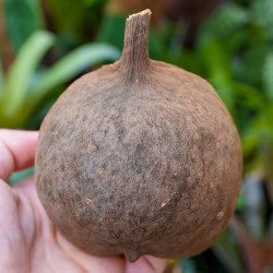 Noix de bouddha