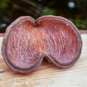 Noix de Badam