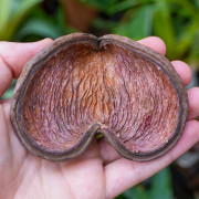 Noix de Badam