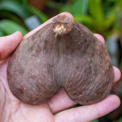 Noix de Badam