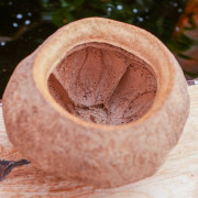sapucaia chesnut