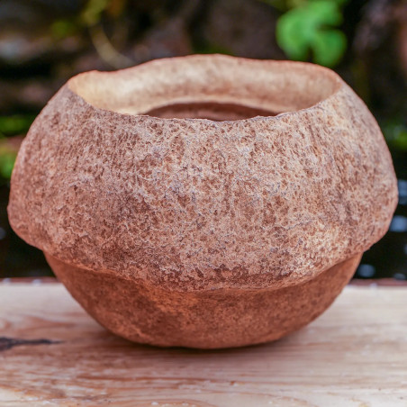 sapucaia chesnut
