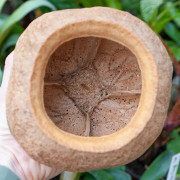 sapucaia chesnut