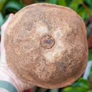 sapucaia chesnut