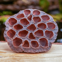 Cosse de lotus sechée grande taille