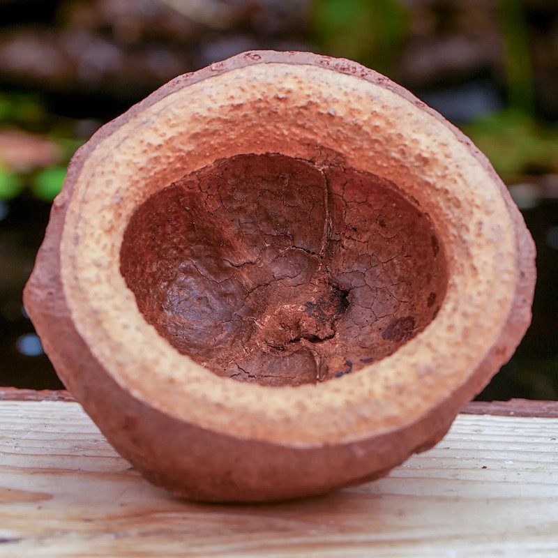 Sapucaia pod (mini 5–6 cm)