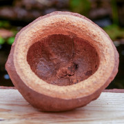 Sapucaia pod (mini 5–6 cm)