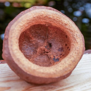 Sapucaia pod (mini 5–6 cm)