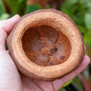 Sapucaia pod (mini 5–6 cm)