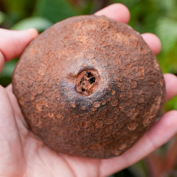 Sapucaia pod (mini 5–6 cm)