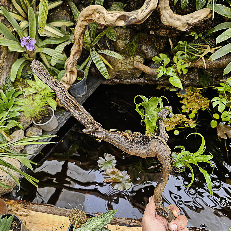 Neoregelia moorena et son pup sur bois flotté