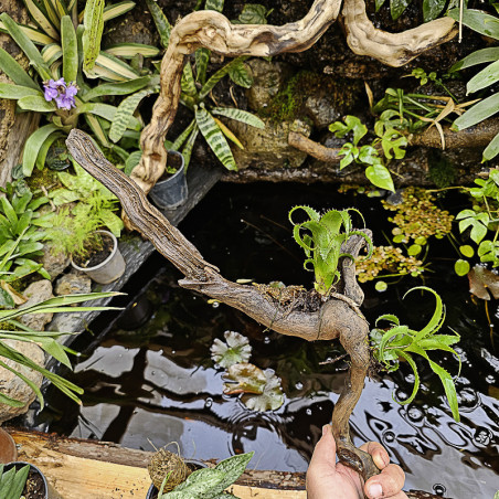 Neoregelia moorena et son pup sur bois flotté