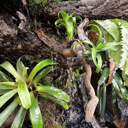 Neoregelia moorena et son pup sur bois flotté