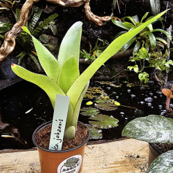 Neoregelia Johannis – Graphic Exotic Plant | JungleBox